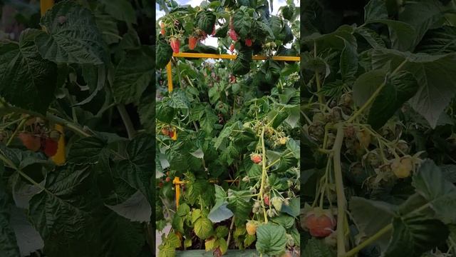 Малина Оранжевое чудо. Реальное чудо. 4 сентября 2022 г. смотреть онлайн