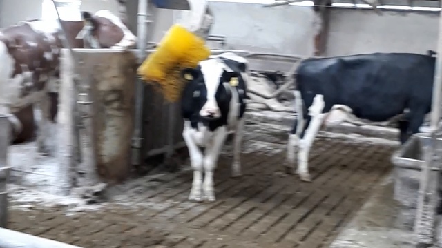 Продажа КРС оптом Живым Весом! смотреть онлайн