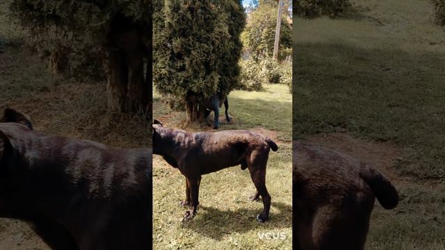 два другана Филя и Грюша #собакен #канекорсо #corso #canecorso #жизньссобакой смотреть онлайн