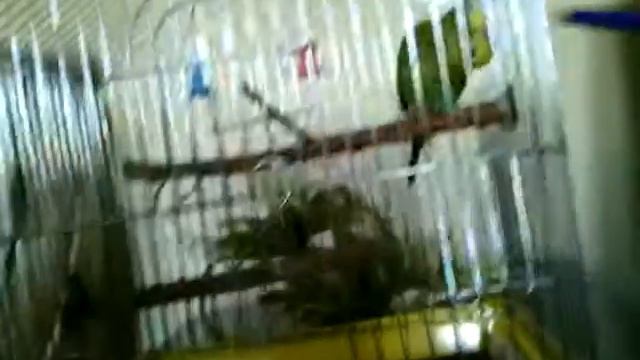 Прикольний папугай смотреть онлайн
