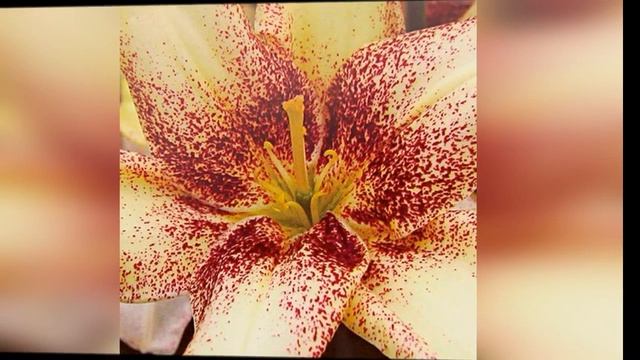 ❀ Новинки лилий 2019: Азиатские гибриды смотреть онлайн