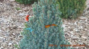 Ель канадская Сандерс Блю (picea sanders-blyu) ? обзор: как сажать, саженцы ели Сандерс Блю