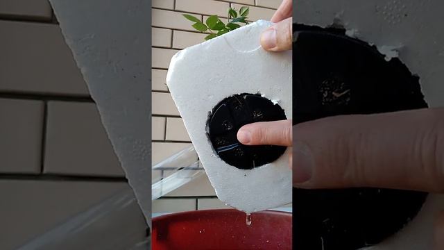 Полив комнатного растения во время отсутствия его хозяев. смотреть онлайн