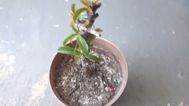 ESTO LE PASÓ A MI CORONA DE MARIA 😱 | Pereskia | HORMIGAS. смотреть онлайн