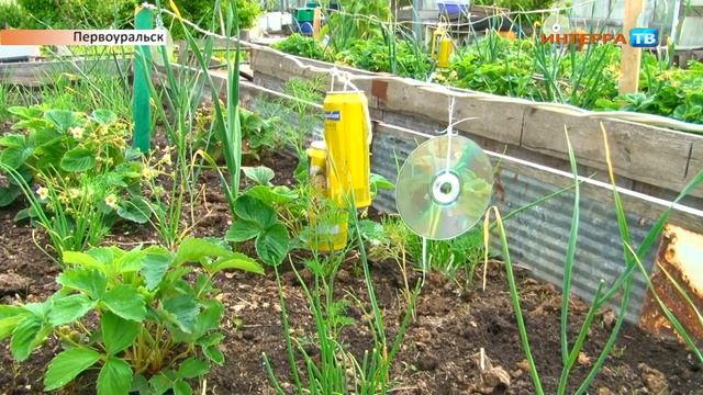 Дрозды прилетели 30 06 20 смотреть онлайн