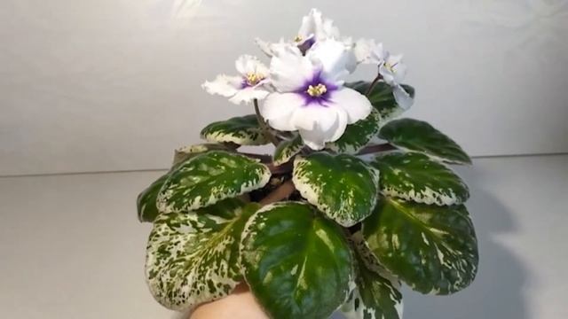 ЛЕ-Галина (пестролистный стандарт) смотреть онлайн