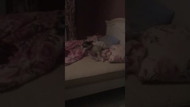 Французский бульдог после ванны ! смотреть онлайн
