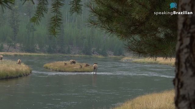 My trip to Yellowstone National Park | Brazilian Portuguese смотреть онлайн