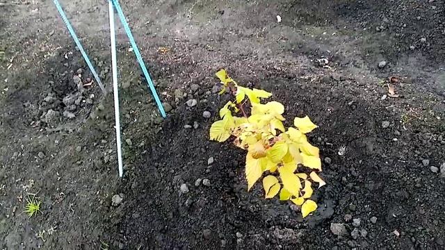 Пересаживаю Побег МАЛИНЫ от Малины "ПОКЛОН КАЗАКОВУ". 13.10.2021г. смотреть онлайн