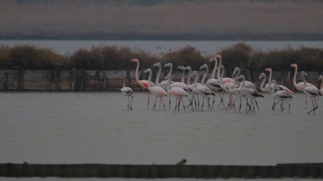Розовые фламинго в Болгарии. смотреть онлайн