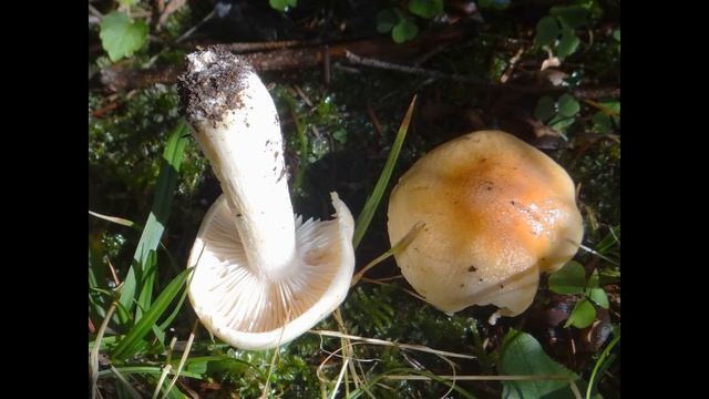 Hygrophorus pudorinus смотреть онлайн