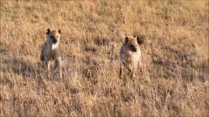 Гиены отжали кабана у гепардов
