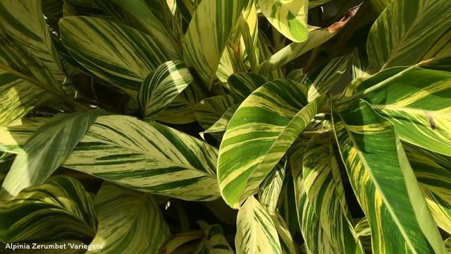 Alpinia Zerumbet 'Variegata' | Ornamental Plants | 🇵🇦 Panama | смотреть онлайн