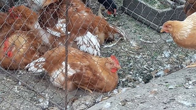 КАК НЕ ОШИБИТЬСЯ И СДЕЛАТЬ ПРАВИЛЬНЫЙ ВЫБОР. САМЫЕ ВЫГОДНЫЕ КУРЫ НА ПРИУСАДЕБНОМ УЧАСТКЕ. смотреть онлайн