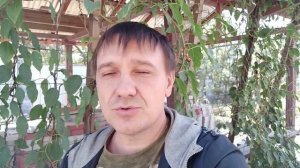 Актинидия аргута иссаи, продолжение.