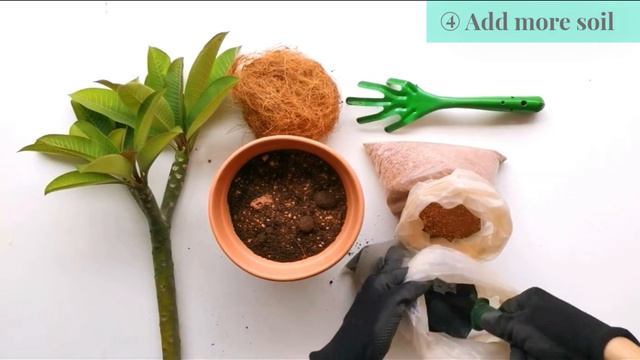 How to grow Plumeria cutting with Nectar. смотреть онлайн