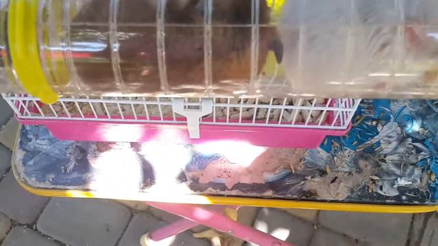 Хомячьи истории. Новый хомяк! Реакция на новую девочку! Нора убежала! смотреть онлайн