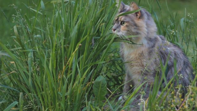 Pisici - Jocuri Educative Si Teste Distractive De Logica