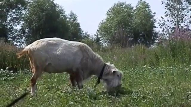 Капри-Алтай #зааненский козёл смотреть онлайн