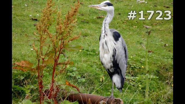 #1723. Цапли (В мире животных) смотреть онлайн