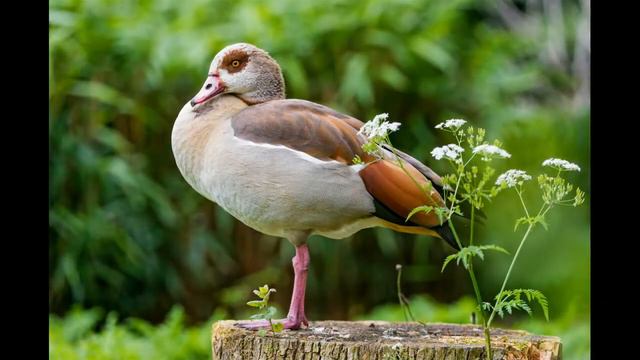 the most amazing birds in the world - eagle videos - birds nest - lovely birds - eagle eyes смотреть онлайн