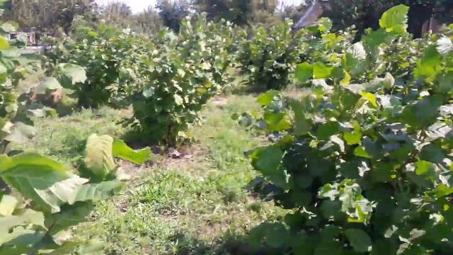 Фундук Трапезунд и Каталонский вертикальные отводки. смотреть онлайн