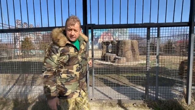 Наши львы в смятении, неужели приехал НОВЫЙ ВОЖАК ЛЬВОВ?! смотреть онлайн