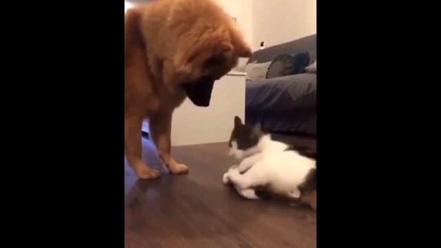 СМЕШНЫЕ ПРИКОЛЬНЫЕ КОТЫ. НЕВЕРОЯТНЫЕ КАДРЫ коты таланты #relaxing