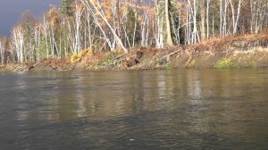 Встреча с медведем. ️