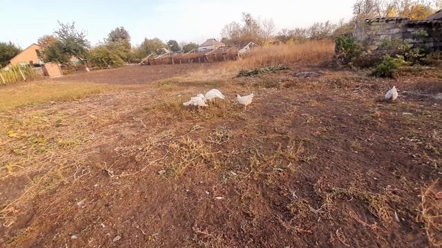 бройлерные индюки на зерне, будет толк или нет?// как содержать индюков смотреть онлайн