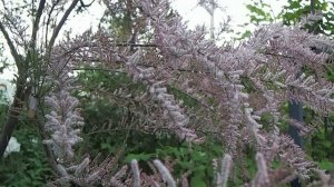 Песня Булата Окуджавы "Дежурный по апрелю". Исполняет ансамбль "Поет Санкт-Петербург"