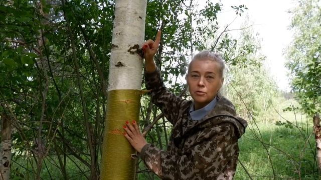 заготовка бересты смотреть онлайн