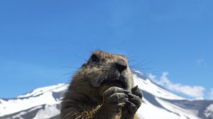 Евражки Камчатки