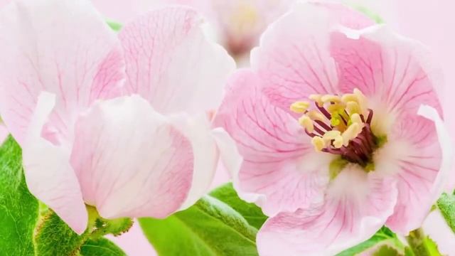 УДИВИТЕЛЬНАЯ КРАСОТА ЦВЕТОВ смотреть онлайн