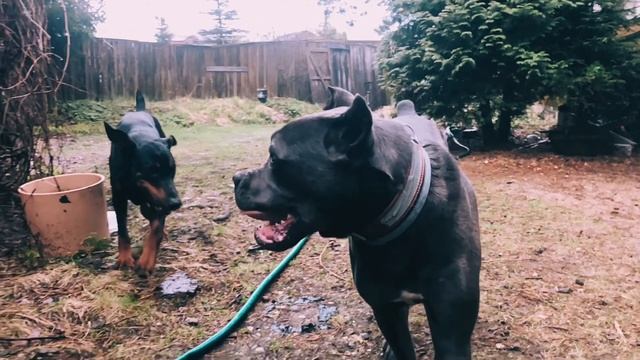 Передержка собак в школе дрессировки «Рядом»