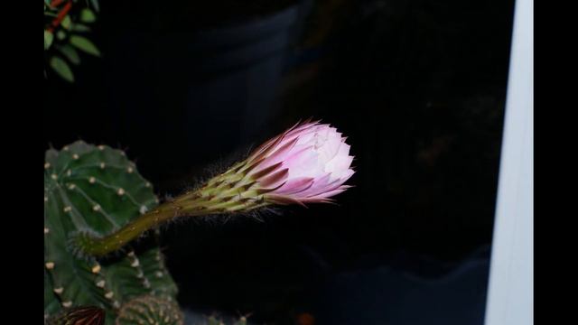 Расцветает кактус смотреть онлайн