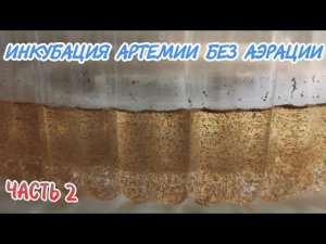 ИНКУБАЦИЯ АРТЕМИИ БЕЗ АЭРАЦИИ. ЧАСТЬ ВТОРАЯ.
