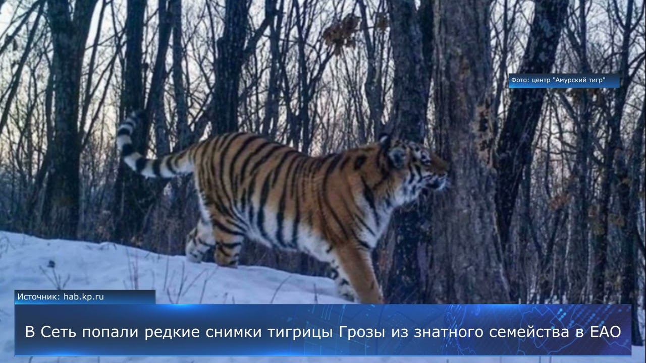 В Сеть попали редкие снимки тигрицы Грозы из знатного семейства в ЕАО