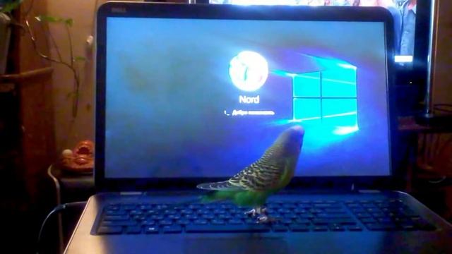 Волнистый попугай – звук тревоги смотреть онлайн