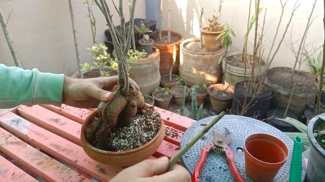 Repotting and Pruning My Ginseng Ficus Bonsai | Urdu/Hindi смотреть онлайн