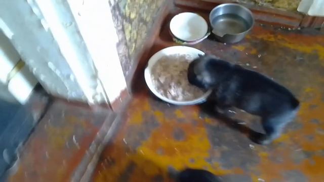 Дети щенки уже начинают есть пшеничную кашу. смотреть онлайн
