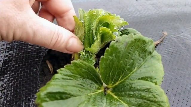 Спасаем клубнику от заморозков. Укрыли пленкой и агроволокном.