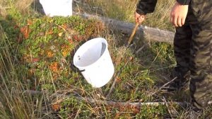 ГРАБЛИ-КОМБАЙН ДЛЯ СБОРА ЯГОД.КОМБАЙН ДЛЯ ЯГОД СВОИМИ РУКАМИ.ГРАБИЛКА.БЫСТРЫЙ СПОСОБ СОБИРАТЬ ЯГОДЫ