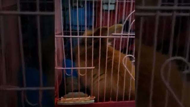 Что можно кроликам и что нельзя! #2 смотреть онлайн