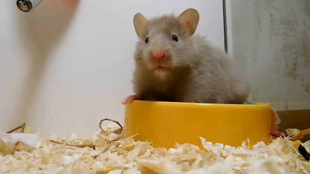 ДАЛА ИМЯ ХОМЯЧКУ :) САМЫЙ МИМИШНЫЙ ХОМА)) #59 смотреть онлайн