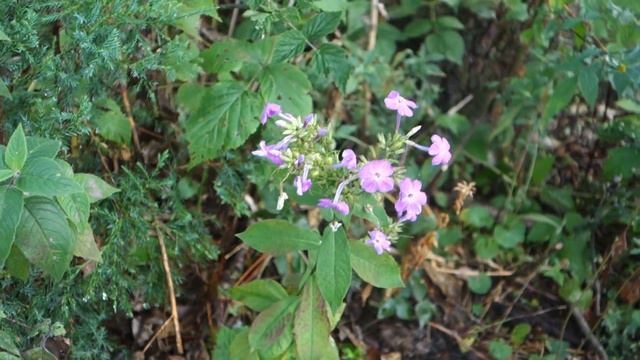 wild phlox смотреть онлайн