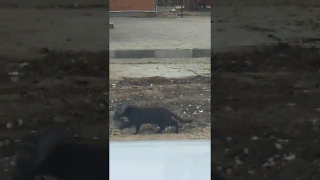 Кот поймал голубя. смотреть онлайн