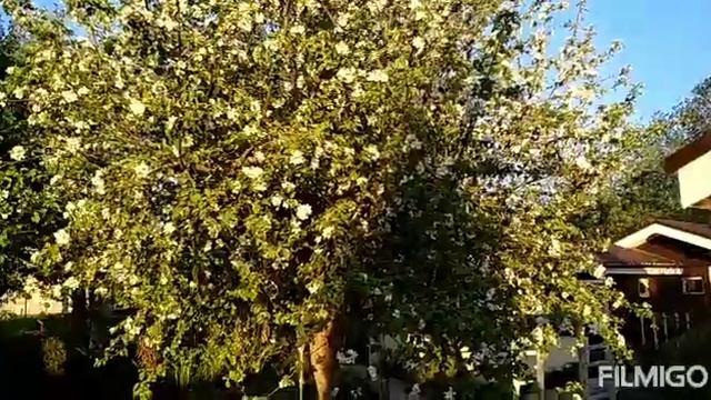 Вечер на даче