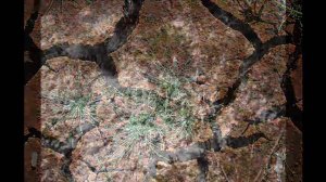 Истощение и загрязнение почвы