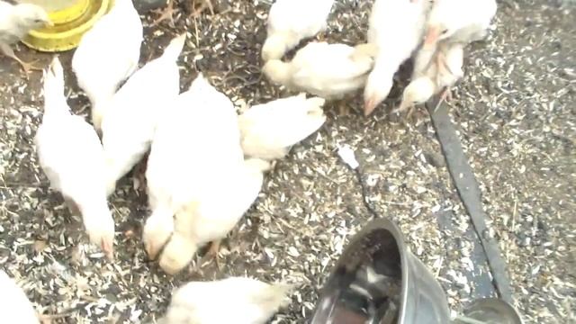 Выращивание цыплят Леггорн с июня по июль смотреть онлайн